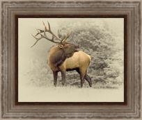 Bull Elk