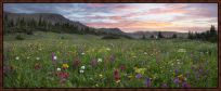 Colorado Wildflower Pano I