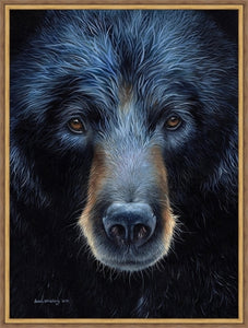 Black Bear