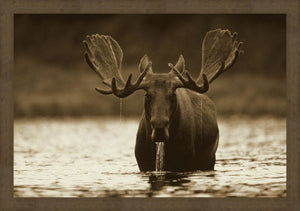 Male Moose Rising
