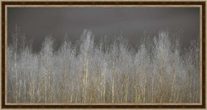 Silver Forest Framed
